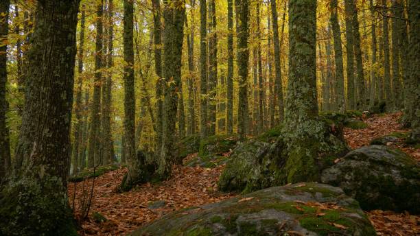 istock Forest surrounded by trees covered in mosses and leaves under the sunlight 1438582909