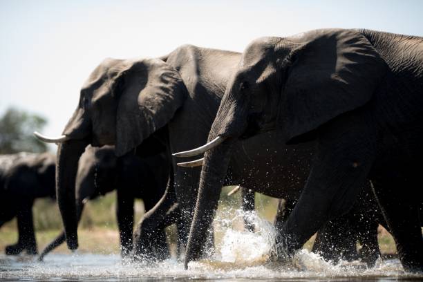 istock Beautiful shot of an elephant herd 1438583076