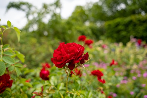 A closeup of a red rose growing in a garden in Hyde Park, London, England