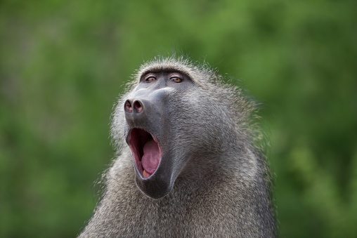 A closeup shot of a yawning baboon monkey with a blurred background