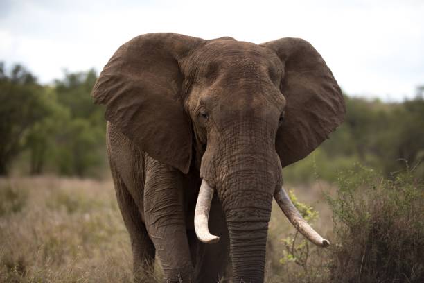 istock Beautiful african elephant with a blurred background 1438583196