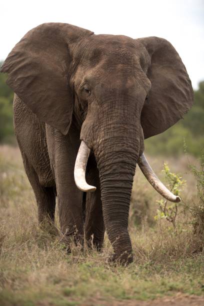 istock Vertical shot of an african elephant with a blurred background 1438583197