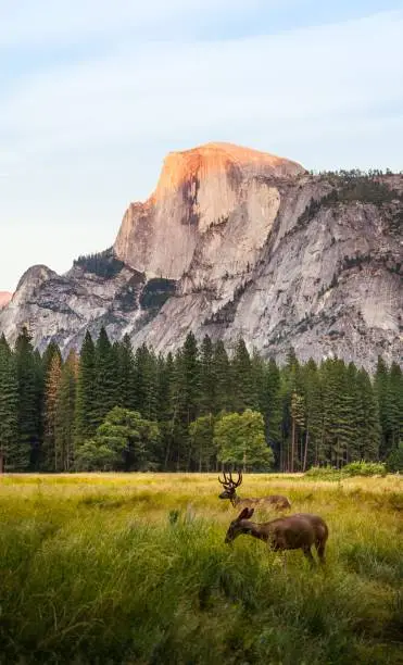 Photo of Vertical picture of deers surrounded by greenery and rocks in the Yosemite Valley in the USA