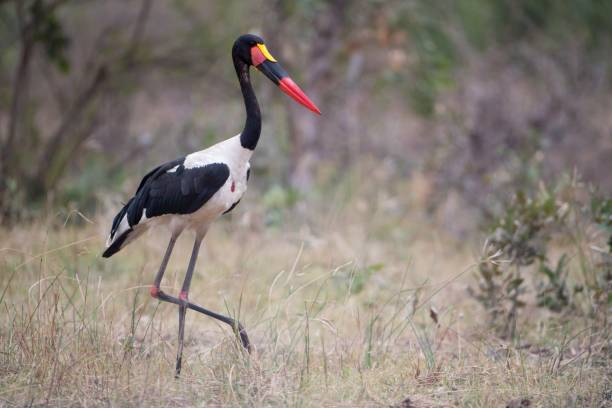 istock Cute saddle-billed stork walking in a grassy field with a blurred background 1438583788