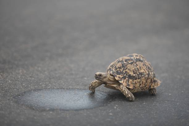 Free picture: turtle, close-up, asphalt, road, nature, shell, reptile ...
