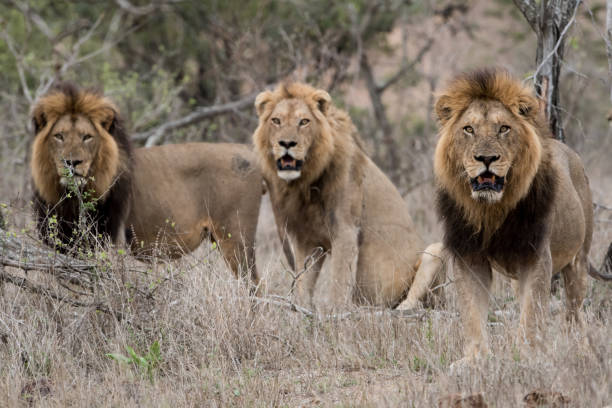 istock Male lions in a bush field with a blurred background 1438584490