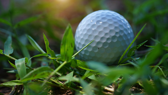 Golf Ball in Tall Grass