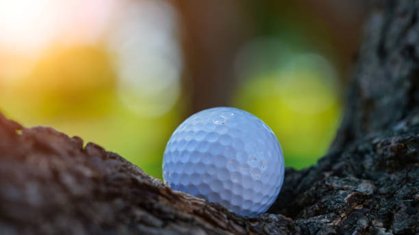 istock Close up dirty Golf ball in the bush. 1438584620