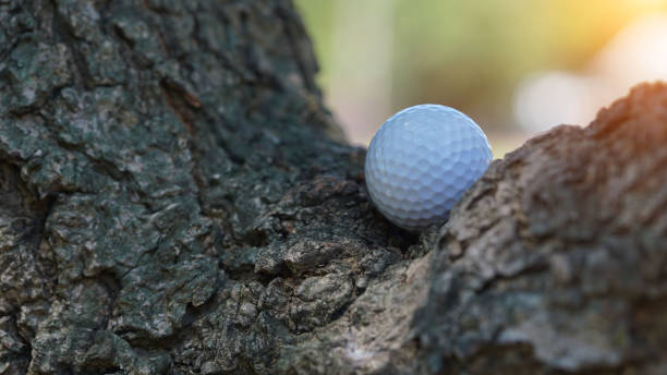 istock Close up dirty Golf ball in the bush. 1438584621