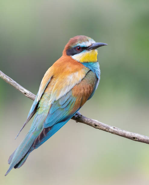 istock European bee-eater, Merops apiaster. A bird sits on a branch against a beautiful blurred background 1438584730
