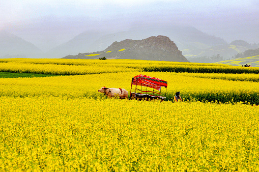 Kunming, Yunan, China- March 6, 2011: Yunan is a beautiful province on the south border of China.  It is full of different types of attractions. Here is the nice Canola flowers field in Luoping, with backgrounds of small hills with Karst Landform.