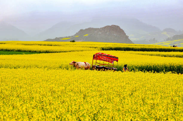 the canola flowers field in luoping, yunnan, china - província de yunnan imagens e fotografias de stock