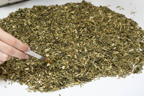 Side view hand pick with pincent sample from pile of dried green leafs spreaded on white table