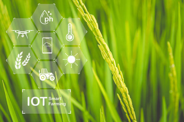 istock Internet of things agriculture paddy plant 1438586120