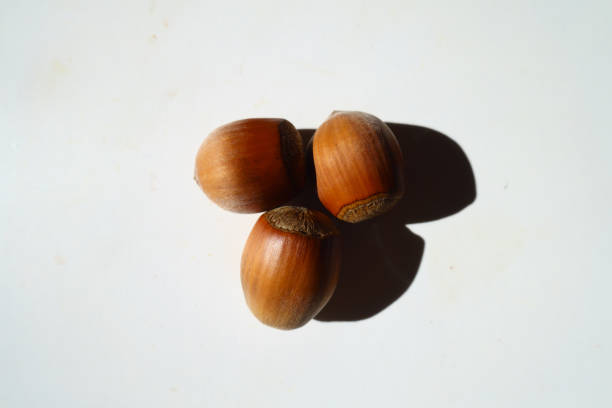 istock Top view of three fully ripe unpeeled hazelnuts 1438586695