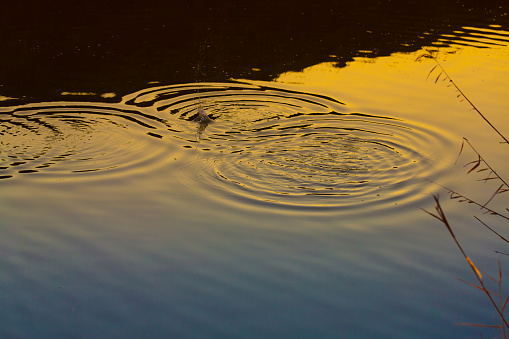 Ripples in the pond that form concentric circles to the sunset. Warm colors for the golden light of the sun