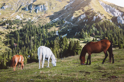 Group of horses grazing grass on pasture up in the mountains. Three horses, one white ant two brown.