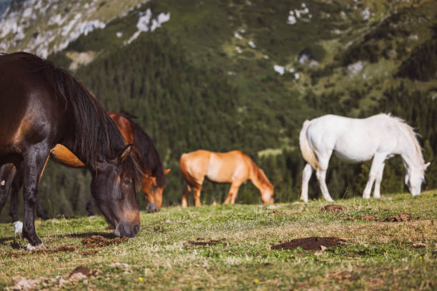 Group of horses grazing grass on pasture up in the mountains. Three horses, one white ant two brown.