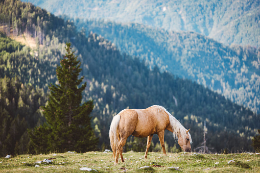 One brown wild horse grazing on pasture up in the mountains in the summer.