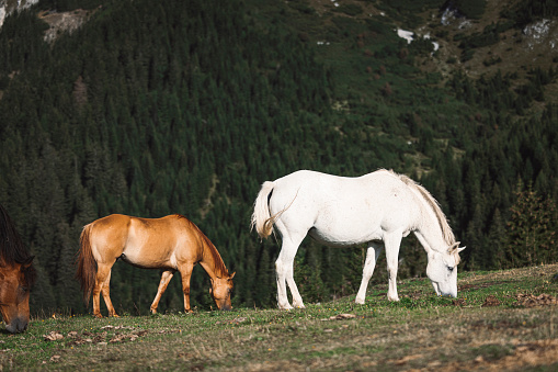 Group of wild mountain horses grazing on a grass field up in the European Alps in the summer.