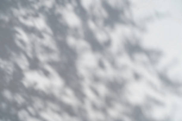 istock Shadow overlay effect for photo. Shadows from tree leaves and tropical branches on a white wall in sunlight. 1438588467