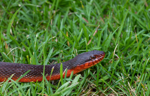istock Water snake on the move in the grass 1438590113