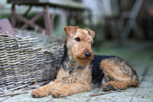 welsh terrier jagdhund - aredale stock-fotos und bilder