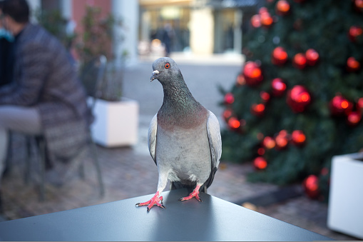 Funny grey dove in an outdoor cafe with Christmas tree with red balls and other clients in background. No mask in restaurant. Every client matter concept. Bird in urban place. Social distance . High quality photo