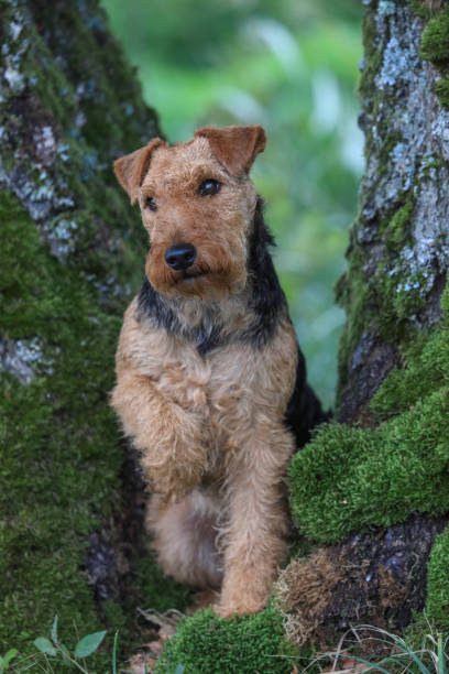 istock Welsh Terrier hunting dog 1438590306