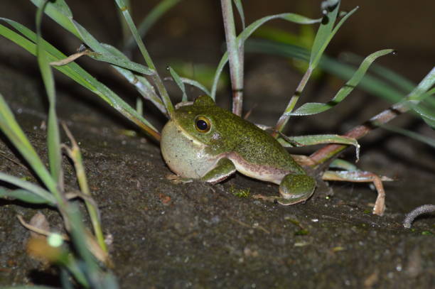 istock Zhangixalus schlegelii 1438590408
