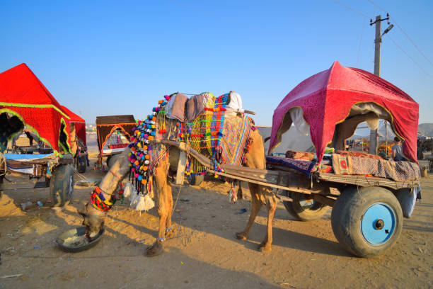 istock A colourfully decorated camel standing with its carriage eating food from a bowl. 1438590988