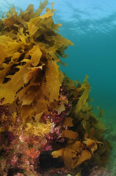 istock Rock In Shallows Covered With Seaweeds 1438591178