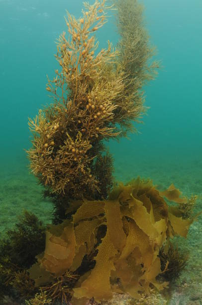 istock Seaweeds Reaching Up From Seabed 1438591182