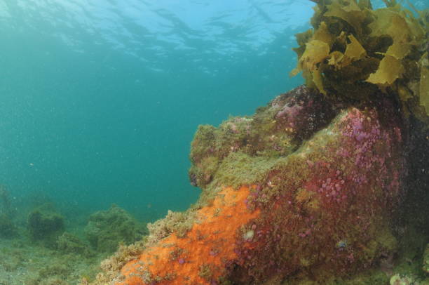 Rocky reef in shallow water covered with orange encrusting sponges and purple compound tunicates . Location: Leigh New Zealand