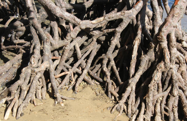 Roots on mangrove trees at a beach
