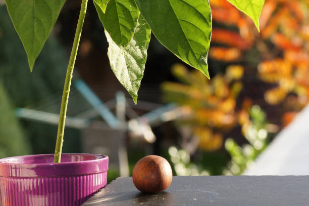 avocado plant persea americanaon the windowsill - persea imagens e fotografias de stock