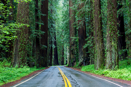 Redwood highway thru the coastal redwoods, Avenue of the Giants, California