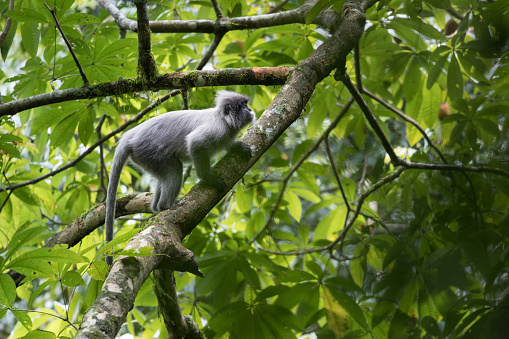 Vervet monkey hanging from branch