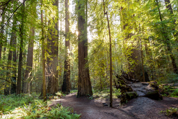 alba nelle sequoie, sequoie national & state parks california - redwood sequoia california redwood national park foto e immagini stock