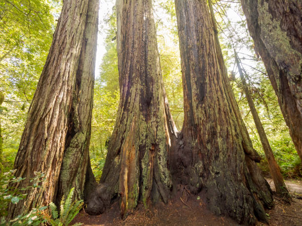 istock Giant Sequoia Tree in Redwoods National and State Parks, California 1438592923