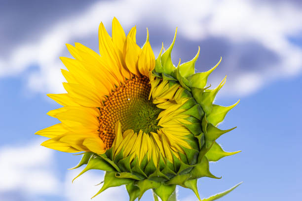 istock a young unopened sunflower grows in a field. sunflower cultivation concept 1438592930