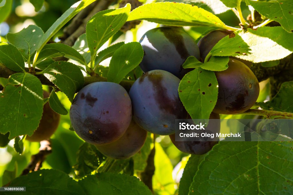 On a branch of a tree are mature plums of blue color On a branch of a tree are mature plums of blue color. Agriculture Stock Photo