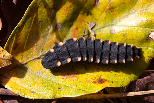 firefly larva on a green leaf in the sun. Nature photography. Copy space.