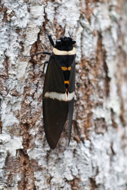 Animal : Tosena melanoptera - cicada species
