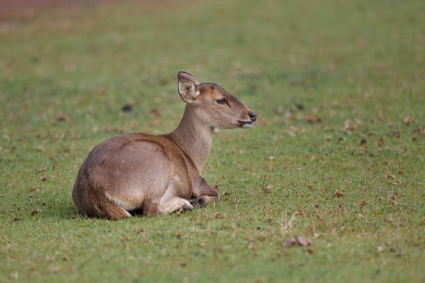 adult female Brow-antlered deer, also known as Eld's deer, or thamin, low angle view, side shot, in the morning and sitting relaxing in nature of tropical dry forest, national park in northeastern Thailand.