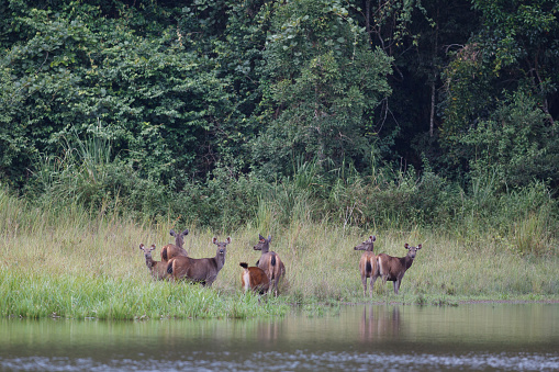 A herd of Brow-antlered deer, also known as Eld's deer, or thamin, low angle view, side shot, in the morning standing and foraging near the wild swamp in nature of tropical dry forest, national park in northeastern Thailand.