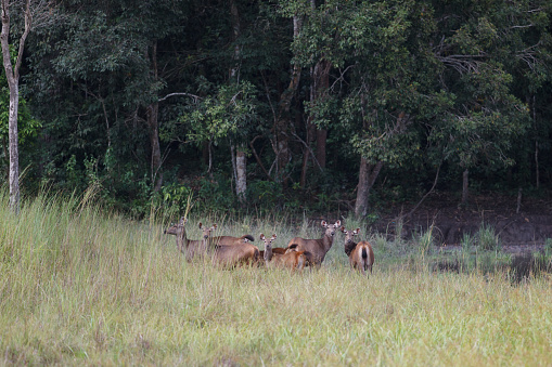 A herd of Brow-antlered deer, also known as Eld's deer, or thamin, low angle view, side shot, in the morning relaxing in nature of tropical dry forest, national park in northeastern Thailand.