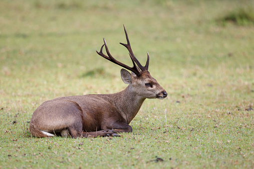 Animal : adult male Brow-antlered deer, also known as Eld's deer, or thamin, low angle view, side shot, in the morning relaxing in nature of tropical dry forest, national park in northeastern Thailand.