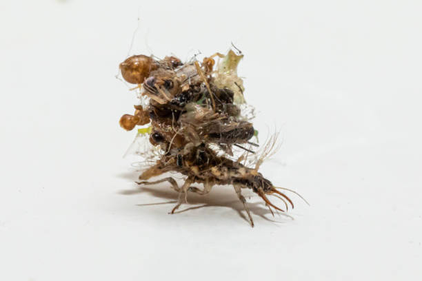 istock Larva of Chrysoperla which camouflages itself 1438596660