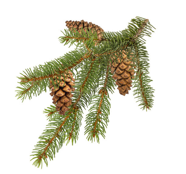 Norway spruce pinecones